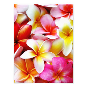 Foto Flor de Havaí do Frangipani do Plumeria