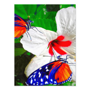 Foto Flor de Hibiscus com Tiger Longwing Poster brilhan