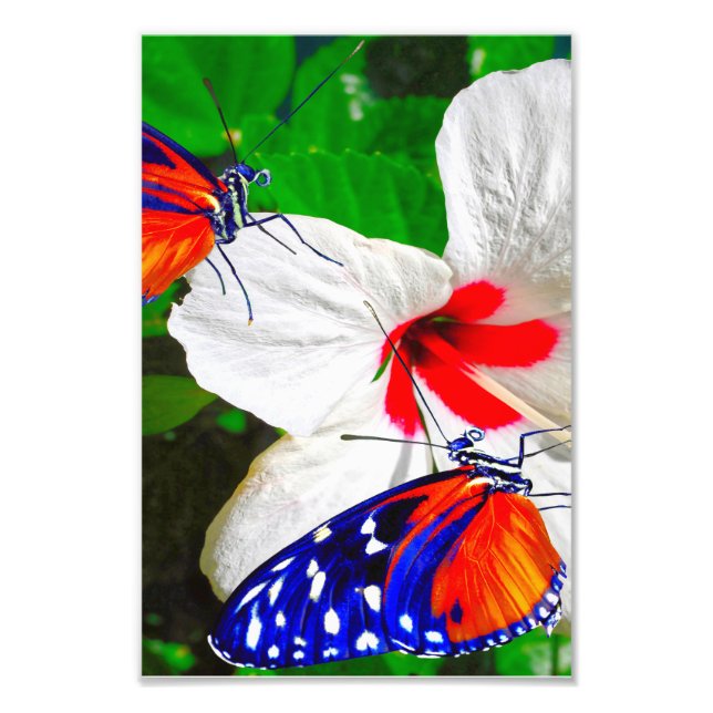 Foto Flor de Hibiscus com Tiger Longwing Poster brilhan (Frente)