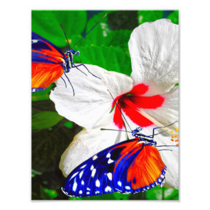 Foto Flor de Hibiscus com Tiger Longwing Poster brilhan