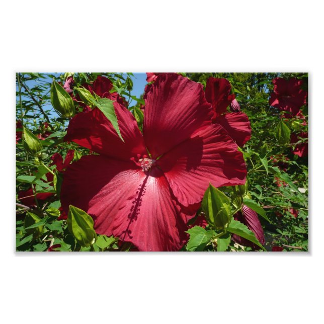 Foto Flor de Hibiscus e Céu Azul (Frente)
