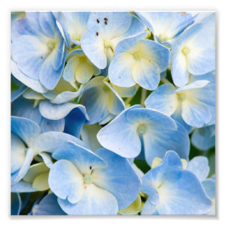 Foto Flor de Hydrangea Azul e Branca