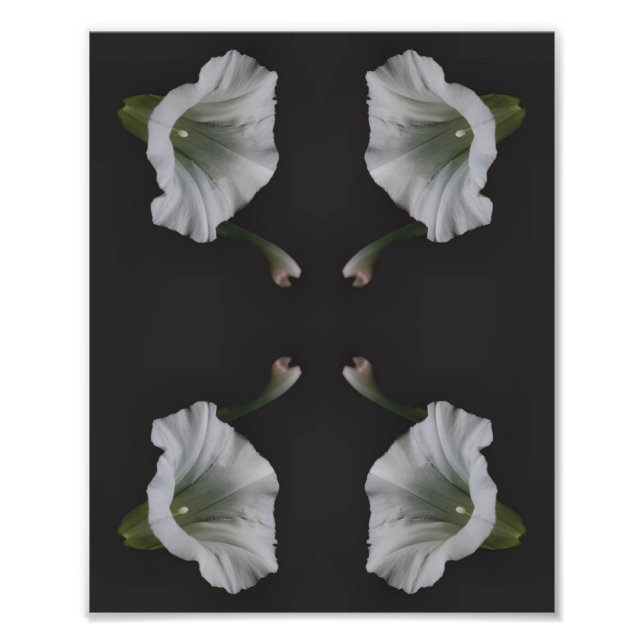 Foto Flor de Ipoméia Branca Arte da Natureza 8x10 (Frente)