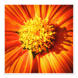 Foto Flor de Laranja Radiante Arte de Parede Impressão