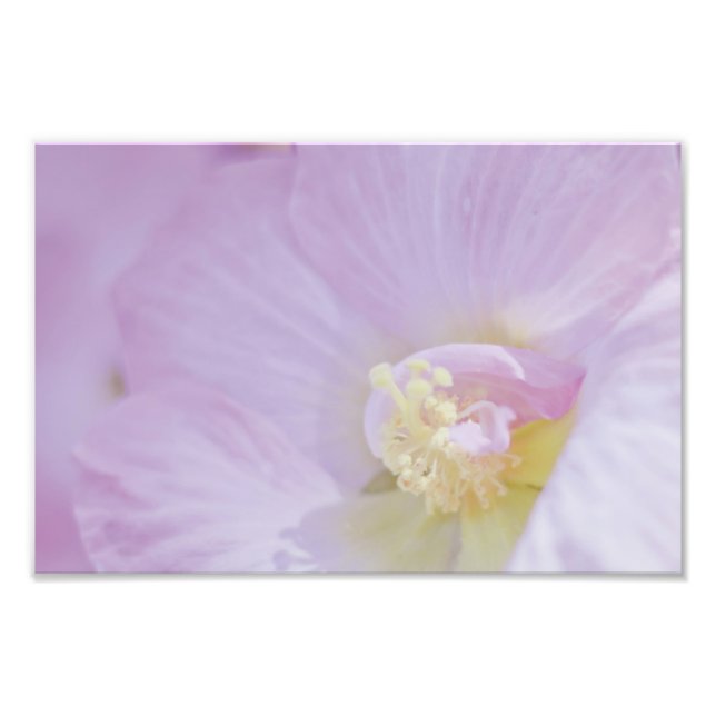 Foto Flor de Lavanda Rosa Delicado (Frente)