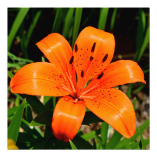 Foto Flor de Lily Asiática, laranja-vibrante