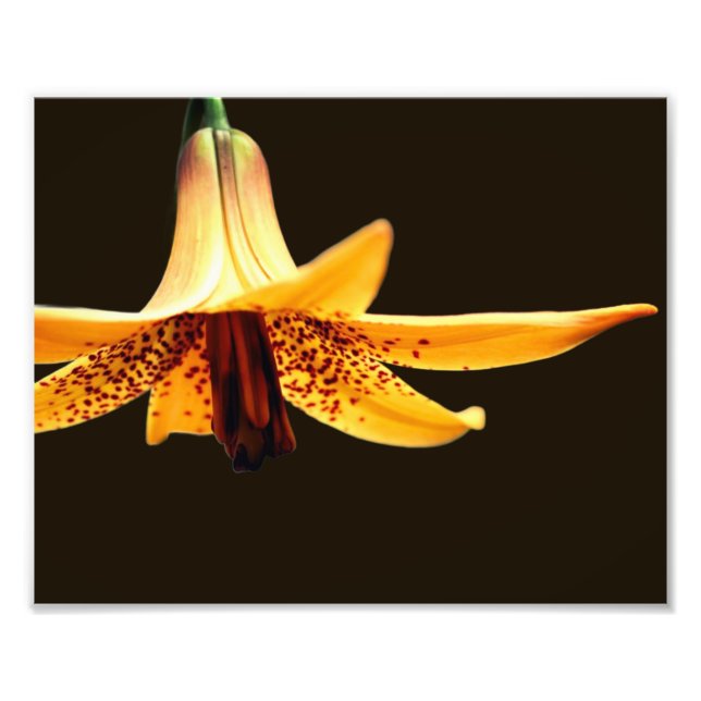 Foto Flor de Lily Canadiana Selvagem 8x10 (Frente)