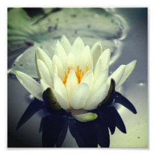 Foto Flor de Lily do Lotus Blossom 8x8