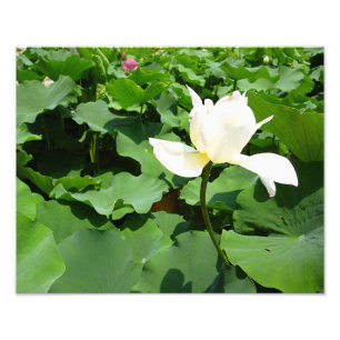 Foto Flor de Lotus Branco