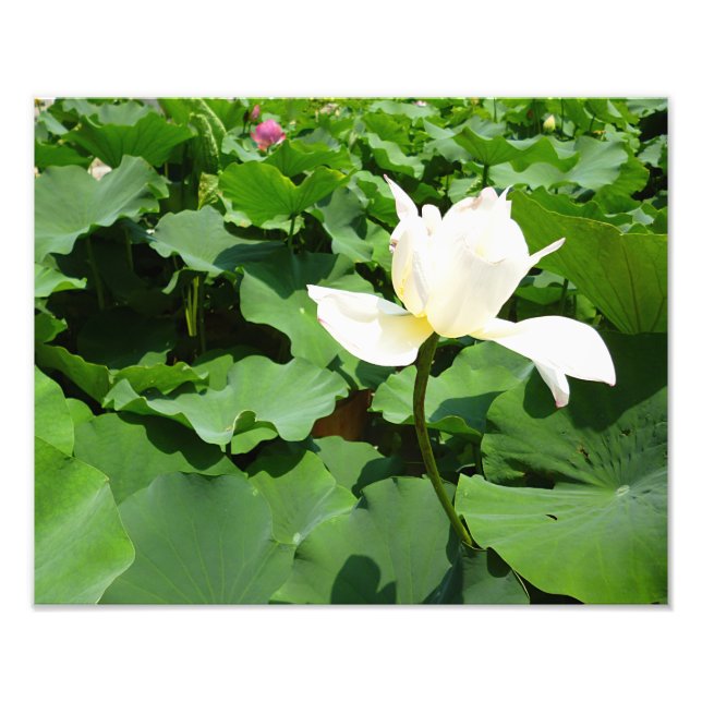 Foto Flor de Lotus Branco (Frente)