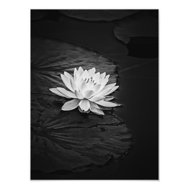 Foto Flor de Lotus e Lily Pad Preto e Branco (Frente)