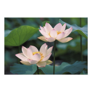Foto Flor de lótus em flor, China