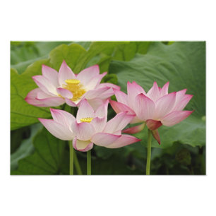 Foto Flor de lótus, Nelumbo nucifera, China 2