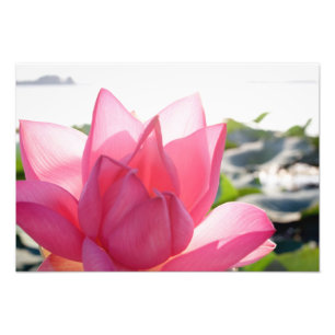 Foto flor de lótus [Nelumbo speciosum] em plena