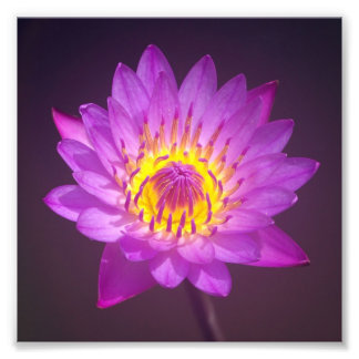 Foto Flor de Lotus Puro