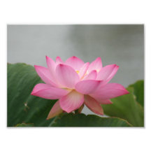Flor de Lotus Rosa