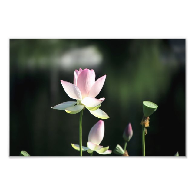 Foto Flor de Lótus Rosa e Branca (Frente)