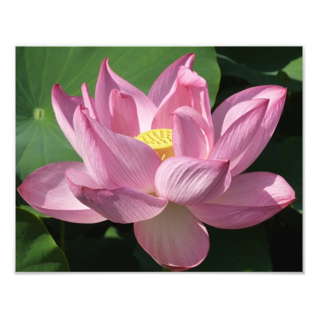 Foto Flor de Lotus Rosa IV (Frente)