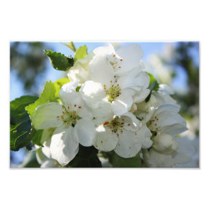 Foto Flor de Maçã