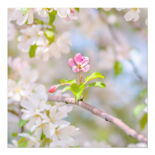 Foto Flor de maçã - Bela (Frente)