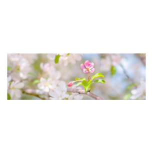 Foto Flor de maçã - Bela