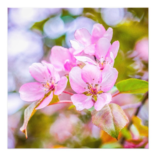 Foto Flor de Maçã Rosa (Frente)