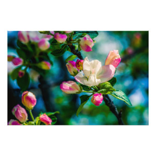 Foto Flor de macieira e botões