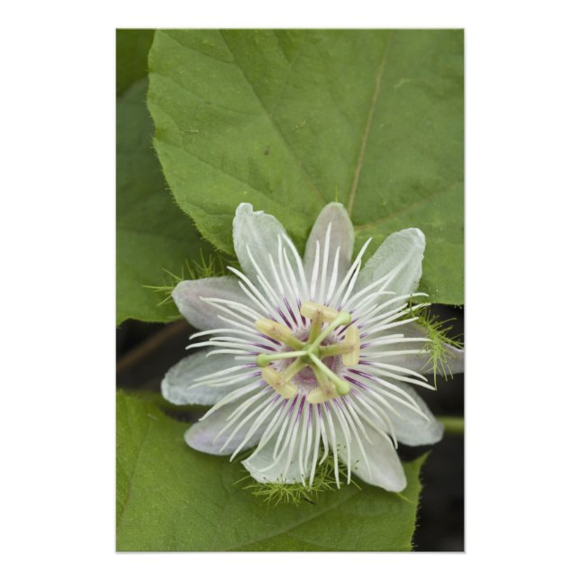 Foto Flor de Maracujá de Galápagos Passiflora foetida (Frente)