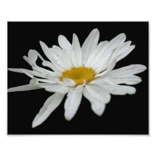 Foto Flor de Margarida Branca com Gota de Chuva 8x10