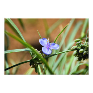 Foto Flor de mosto