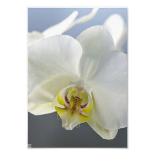 Foto Flor de Orquídea Branca