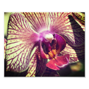 Foto Flor de Orquídea Roxo Fechado Feche 8x10