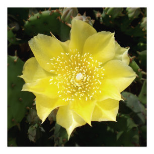 Foto Flor de Pear Amarelo