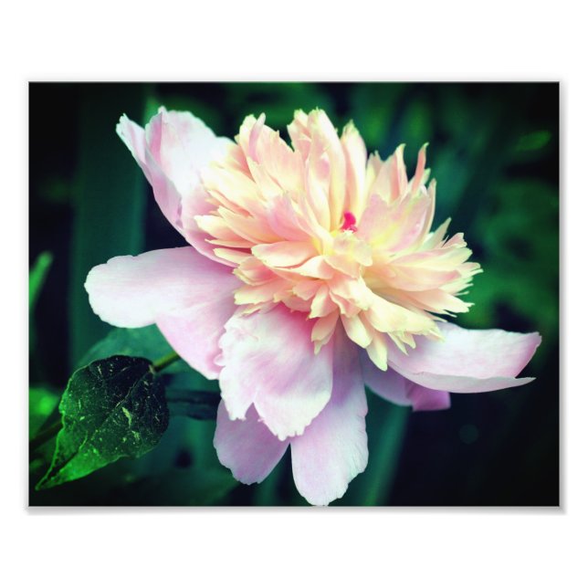 Foto Flor De Peônias Rosa No Bloom Fechar 8x10 (Frente)
