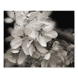 Foto Flor De primavera Apple Brilhante A Preto E Branco