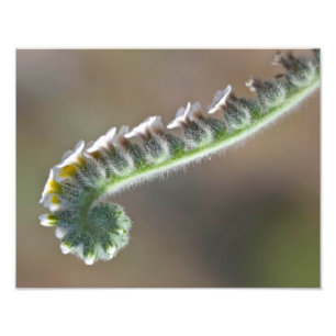 Foto flor de primavera verde