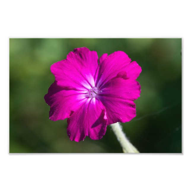 Foto flor de rosa campion (Frente)