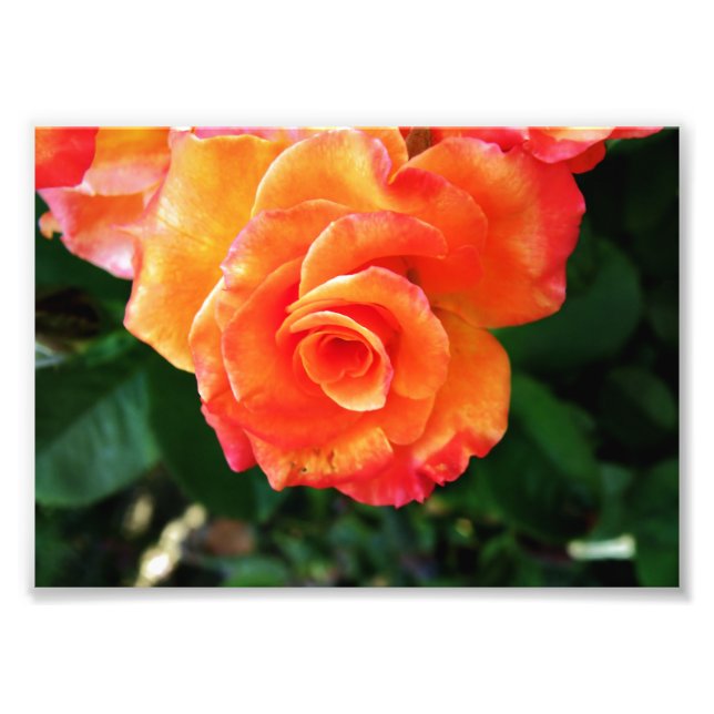 Foto Flor de rosa laranja (Frente)