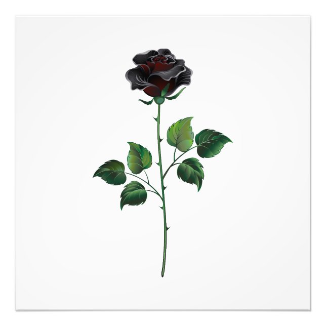 Foto Flor de rosa preta (Frente)