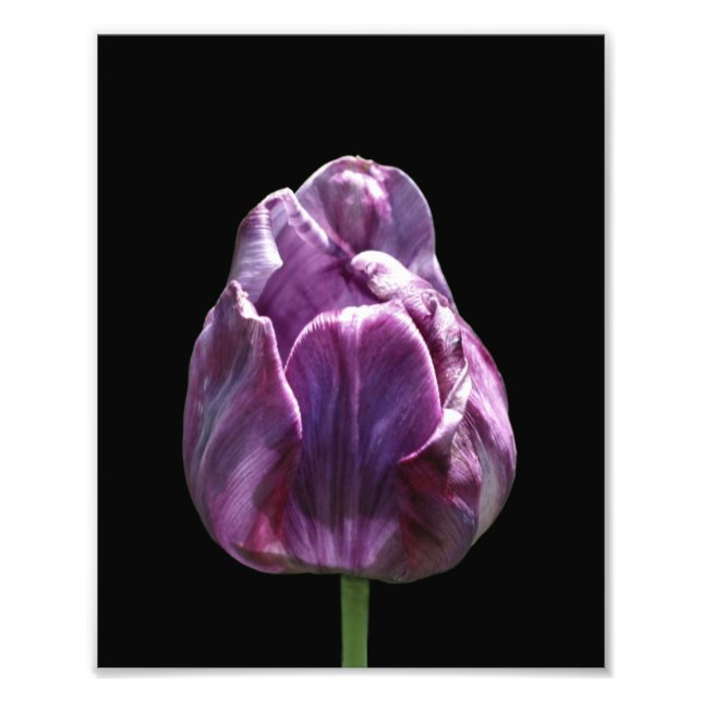 Foto Flor de Tulipas Roxo 8x10 (Frente)