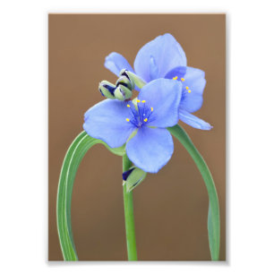 Foto Flor de verme