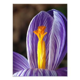 Foto Flor do açafrão - impressão das belas artes