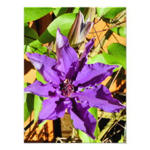 FOTO FLOR DO CLEMATIS