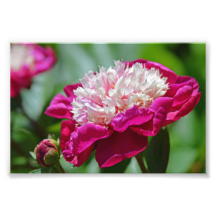 Foto Flor do Jardim de Pedônia de Algodão Rosa