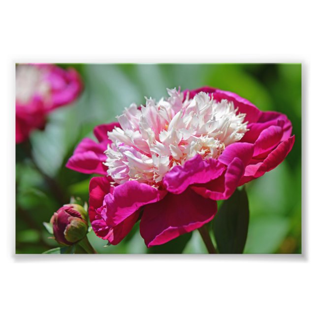 Foto Flor do Jardim de Pedônia de Algodão Rosa (Frente)