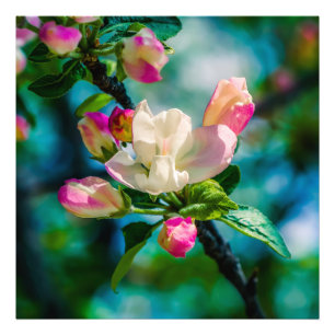 Foto Flor e botões de maçarico