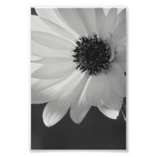 Foto Flor em B/W
