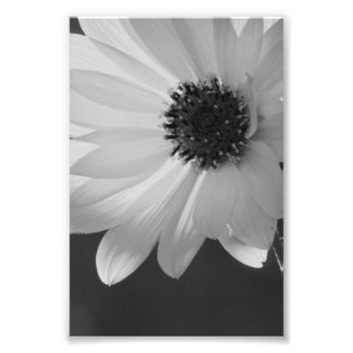 Foto Flor em B/W