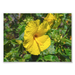 Foto Flor Estadual do Havaí - Hibiscus Amarelo