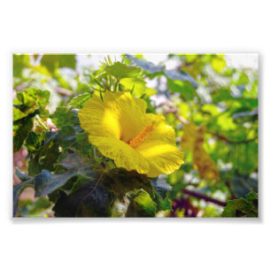 Foto Flor Estadual do Havaí - Hibiscus Amarelo